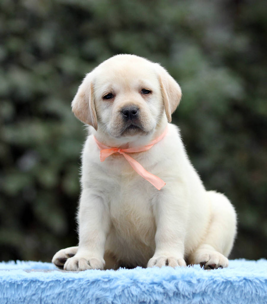 een mooie zoete Labrador puppy op een blauwe achtergrond - Foto, afbeelding