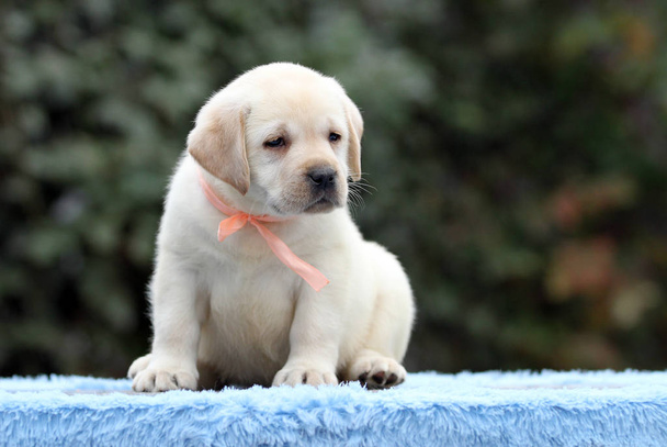 bel cucciolo labrador dolce su uno sfondo blu
 - Foto, immagini