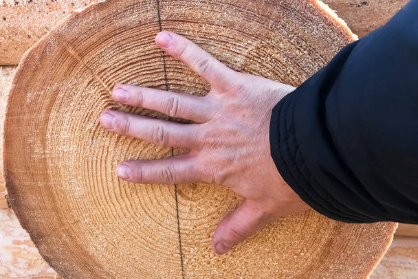 Mão de carpinteiros em um corte de tronco. Rugosidade serra corte tronco de pinho
. - Foto, Imagem