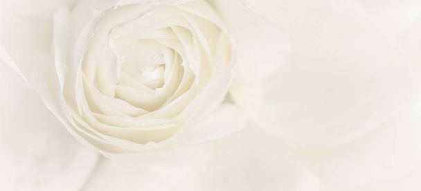 Soft focus, abstract floral background, white rose flower. Macro - Zdjęcie, obraz