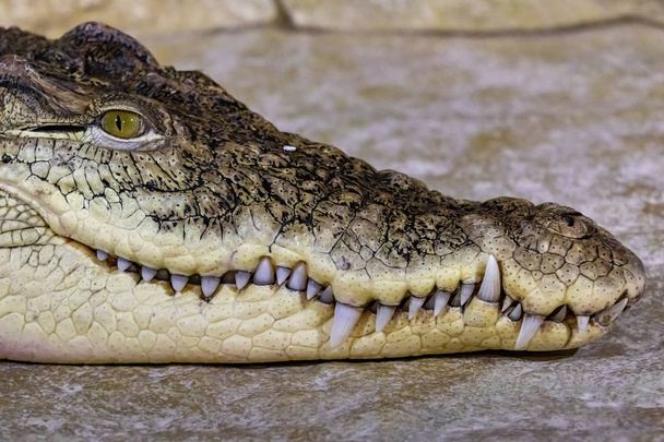 Mund eines Krokodils in Großaufnahme geschlossen - Foto, Bild