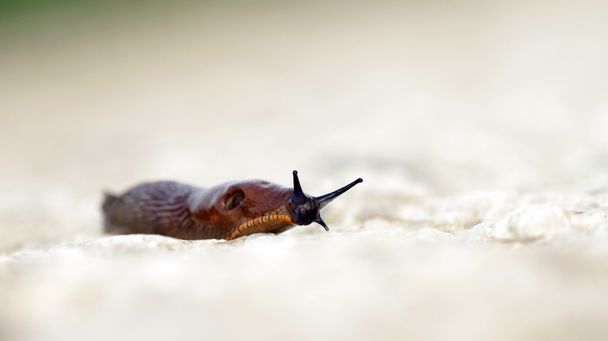 Slug a terra - Foto, immagini