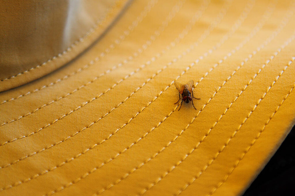fly over yellow hat. Close up photo. - Photo, Image
