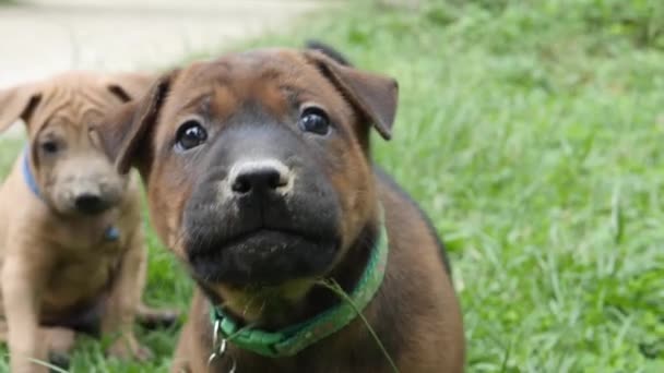 Смішний щеня собака стрибає на зеленій траві тло
 - Кадри, відео