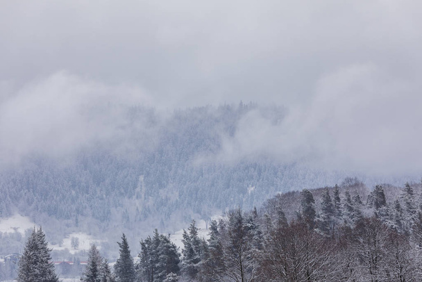 Хвойні ліси в горах вкриті снігом і вкриті
 - Фото, зображення