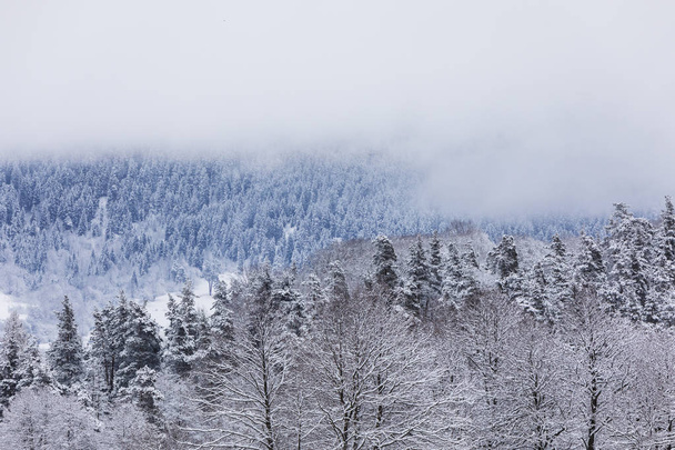 Κωνοφόρα δάση στα βουνά καλυμμένα με χιόνι και καλυμμένα - Φωτογραφία, εικόνα