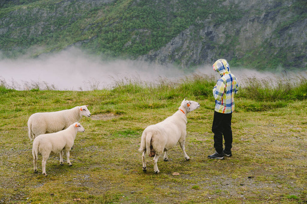 moutons sur une ferme de montagne par une journée nuageuse. Une femme nourrit un mouton dans les montagnes du nord. Un touriste donne à manger à un mouton. Paysage idyllique de la ferme ovine en Norvège. Contenu Moutons, en Norvège
 - Photo, image