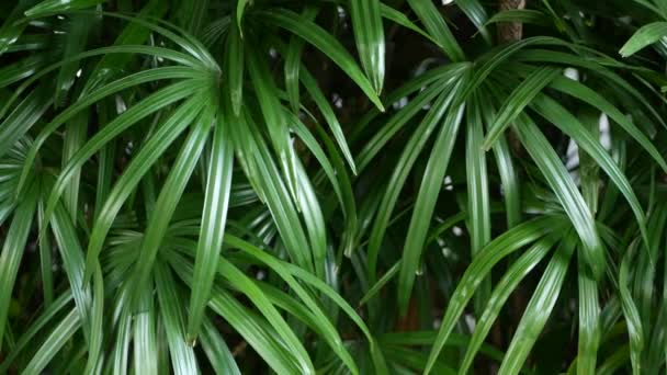 Blurred close up, bright juicy exotic tropical jungle leaves texture backdrop, copyspace. Lush foliage in garden. Abstract natural dark green vegetation background pattern, wild summer rain forest. - Footage, Video