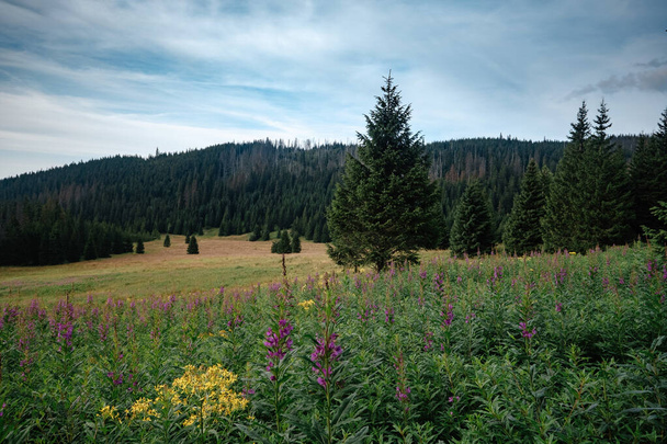 Trockene Baumstämme vor der Kulisse einer Berglandschaft auf  - Foto, Bild