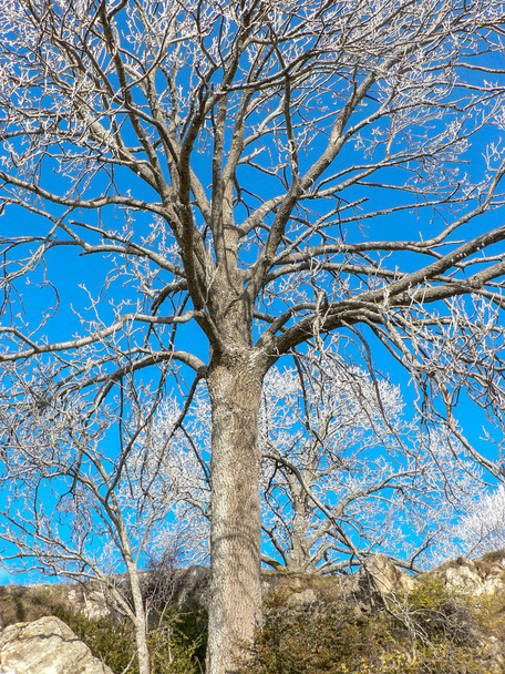 Fundo com árvore de galhos secos sobre o céu azul no inverno
 - Foto, Imagem