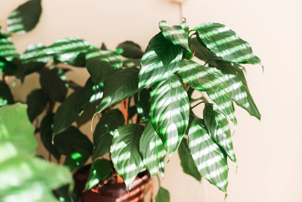 Green houseplant. Light and shadows forming stripes. Home gardening - Foto, afbeelding