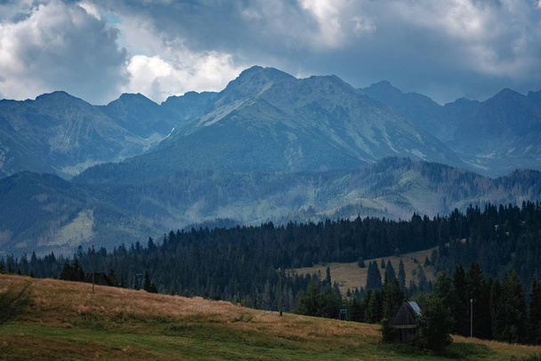 Лесной склон горы в низко лежащих облаках с вечнозеленым
 - Фото, изображение