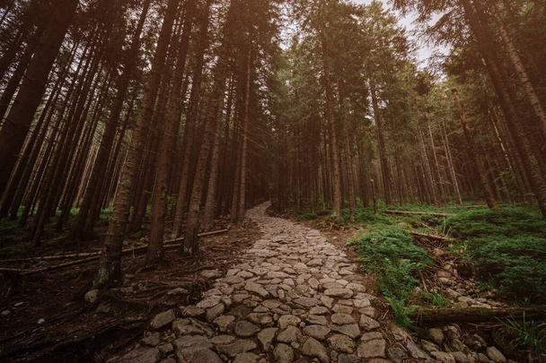 stone road in a coniferous forest in the mountains - Foto, Imagem