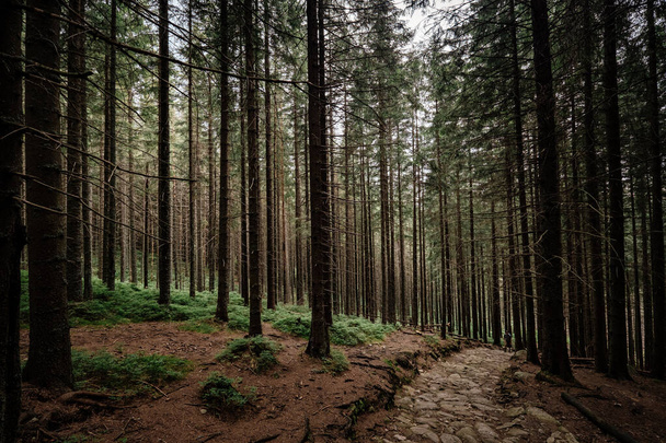 stone road in a coniferous forest in the mountains - Fotoğraf, Görsel