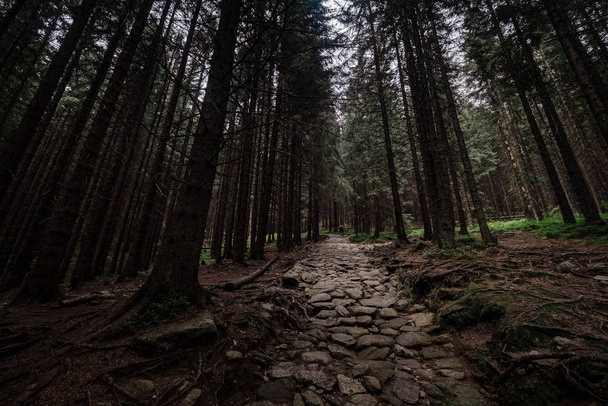 каменная дорога в хвойном лесу в горах
 - Фото, изображение