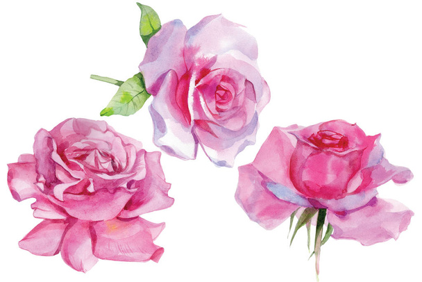 Набор розовых роз Акварельная иллюстрация Изолированная
 - Фото, изображение