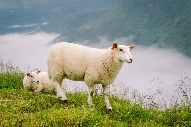 πρόβατα σε ορεινή φάρμα σε συννεφιασμένη μέρα. Νορβηγικό τοπίο με πρόβατα βόσκησης στην κοιλάδα. Πρόβατα στην κορυφή της Νορβηγίας. Οικολογική αναπαραγωγή. Τα πρόβατα τρώνε ξύλο. Προβατίνες που βόσκουν σε βοσκότοπους στο βουνό - Φωτογραφία, εικόνα