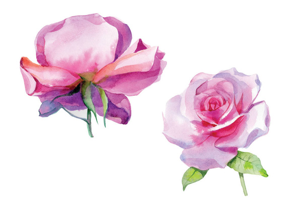 Set of pink roses Watercolor Illustration Isolated - Zdjęcie, obraz