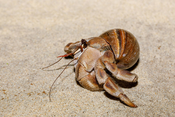 ermite crabe sur la plage en coquille d'escargot Madagascar
 - Photo, image