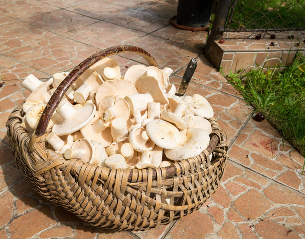 wicker brown basket full of white edible mushrooms - Photo, image