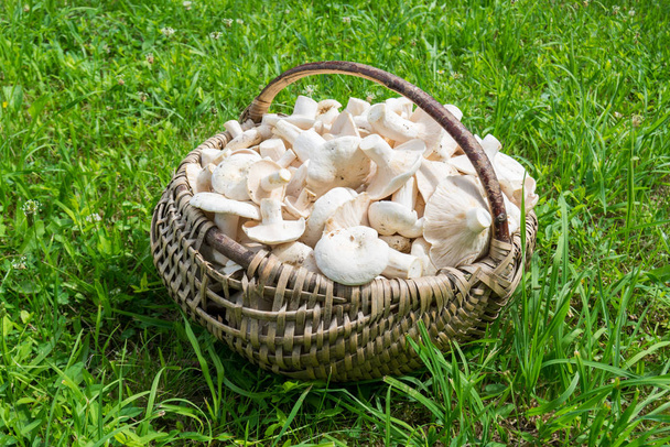 Milky mushroom in the basket on the grass
 - Фото, изображение