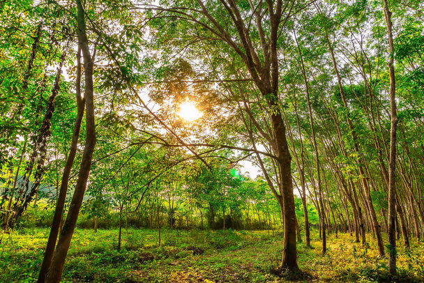Латексная каучуковая плантация или каучуковое дерево на юге Таиланда
 - Фото, изображение
