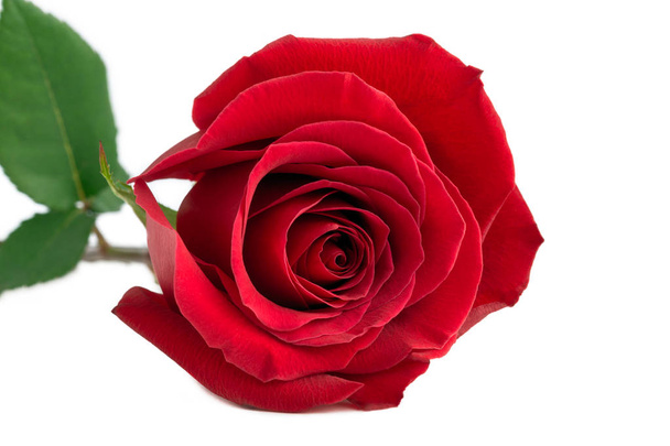 Ένα κόκκινο τριαντάφυλλο, απομονωμένο σε λευκό φόντο. Σύνθεση κόκκινου τριαντάφυλλου και φύλλων που απομονώνονται σε λευκό - Φωτογραφία, εικόνα