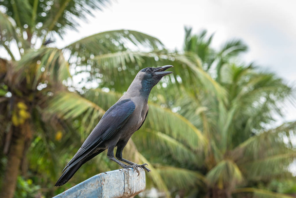 Boční pohled portrét dospělé vrány (Corvus splendens), vyfocené na jižním pobřeží Srí Lanky - Fotografie, Obrázek