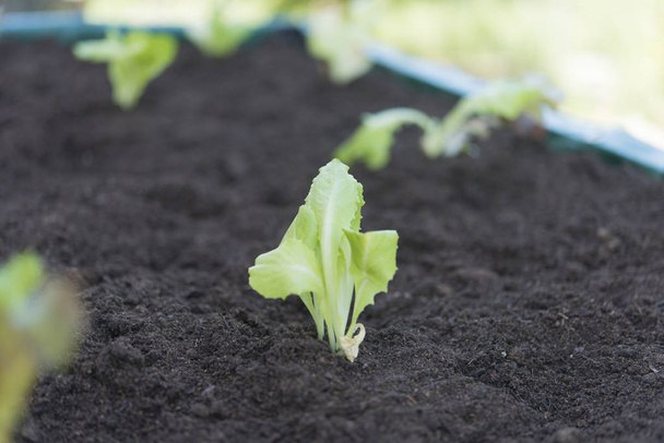 bio tölgy saláta ültetvény igazi jelenet - Fotó, kép