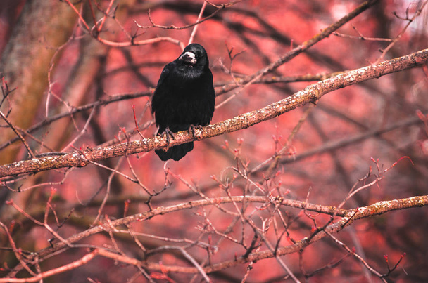 Містична фотографія дикого птаха на червоному тлі, що сидить на гілках у лісі
 - Фото, зображення