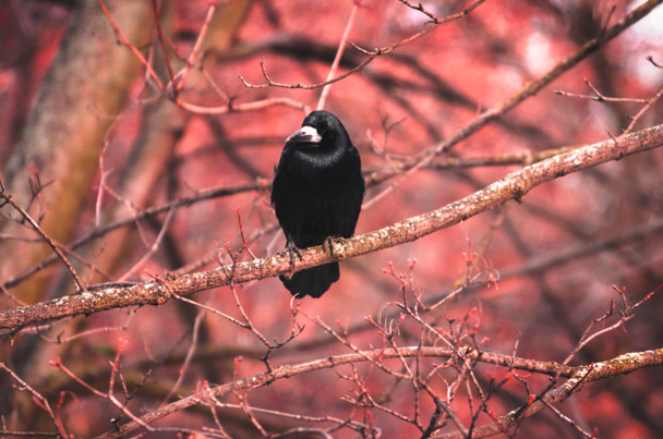 Mystical photo of a wild rook bird on a red background sitting on branches in the forest - Photo, Image