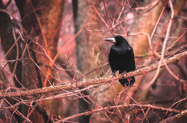 Μυστική φωτογραφία ενός άγριου πουλιού σε κόκκινο φόντο που κάθεται σε κλαδιά του δάσους - Φωτογραφία, εικόνα