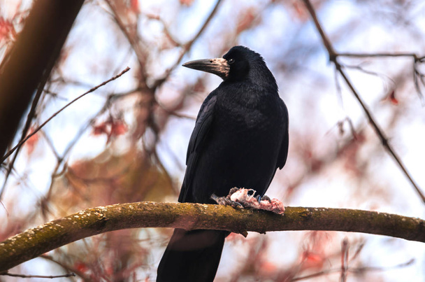 Rook on a branch with his bone-harvested food on a beautiful bright background - Photo, Image