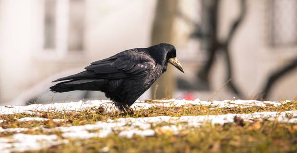 Rook photo from the ground, looking for a living in an urban setting - Photo, Image