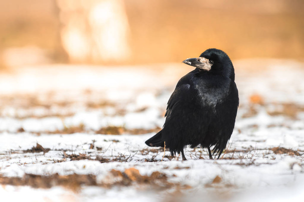 Uma formidável torre ou corvo senta-se em um chão nevado e olha em volta para a comida, uma foto nítida e brilhante de um pássaro
 - Foto, Imagem