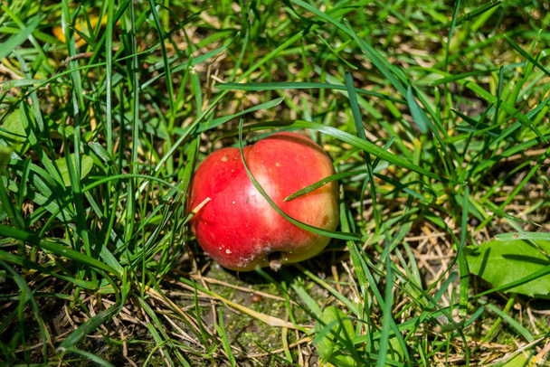 яблоко в траве - Фото, изображение