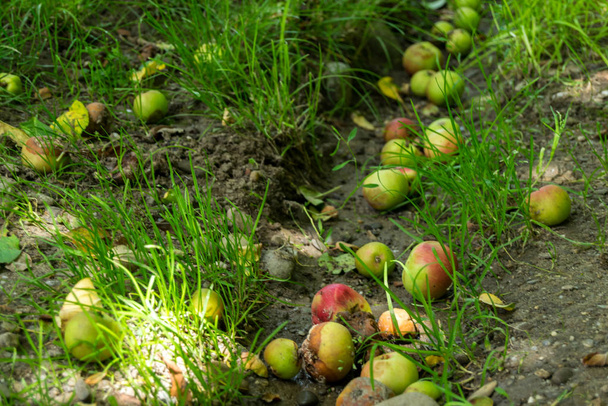 Много зеленых и красных яблок, лежащих на зеленой траве в саду кухни
 - Фото, изображение