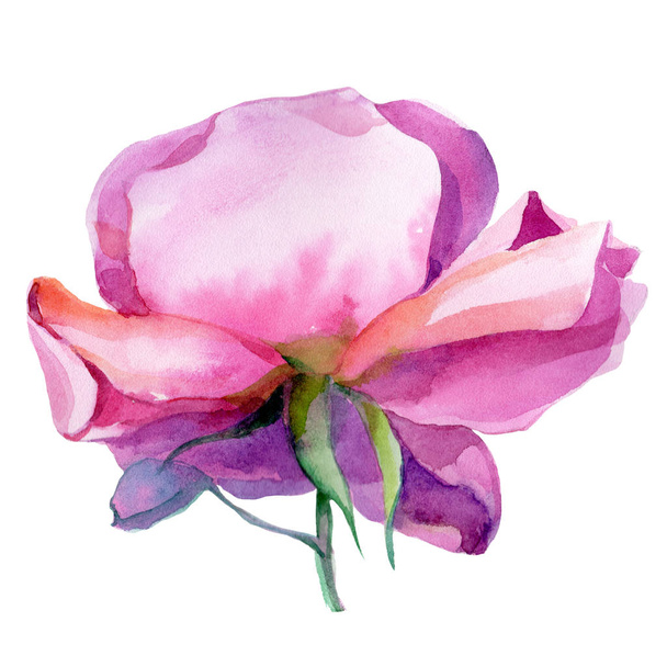Pink rose flower blossom art. Illustration print.  - Фото, зображення