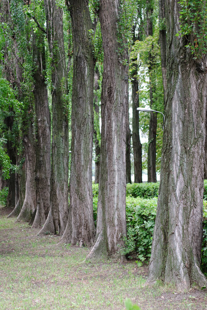 Row of tall pyramidal poplars - Fotó, kép
