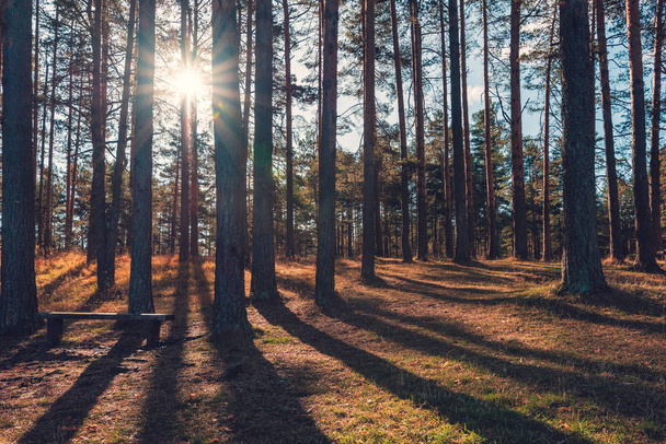 Bosque de pinos con sombra larga
 - Foto, imagen