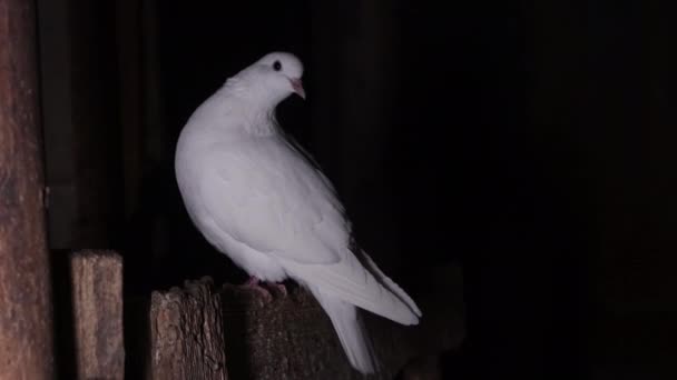 Valkoinen kyyhkynen istuu pimeässä huoneessa
 - Materiaali, video
