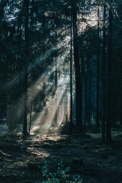 Morning sunlight shines through deep pine tree forests in Luneberg Heide woodland in Germany - Fotoğraf, Görsel