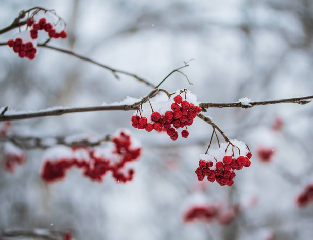 Red berries of mountain ash under the snow. - Фото, зображення
