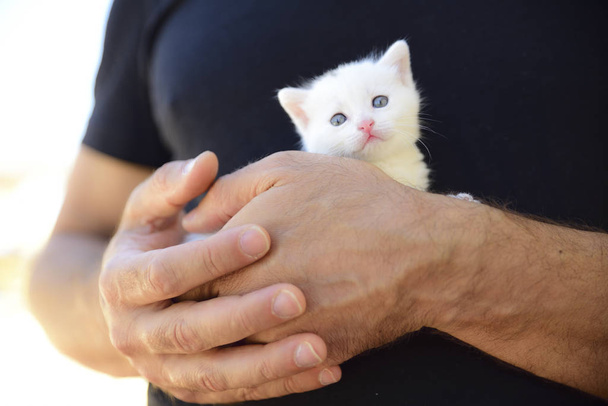 zartes und flauschiges weißes Kätzchen in den Händen. Konzept des Schutzes der Schwächsten - Foto, Bild