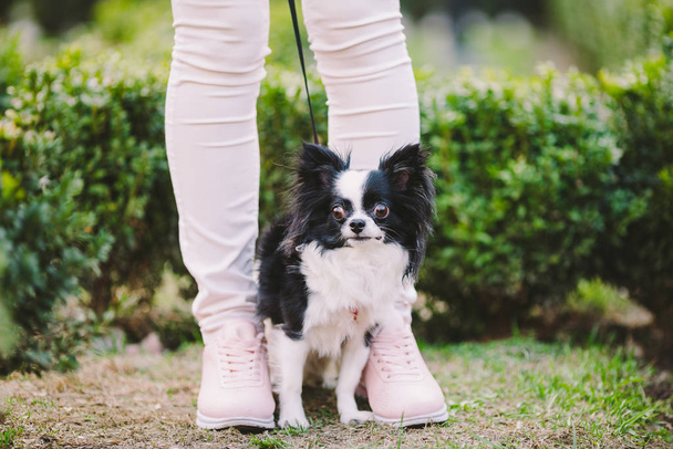 dog sitting at owners feet. Close up of chihuahua dog. Chihuahua dog guards the owner. Female legs and little funny long hair dog, black and white color in the park. theme friendship man and animal - Foto, Imagen