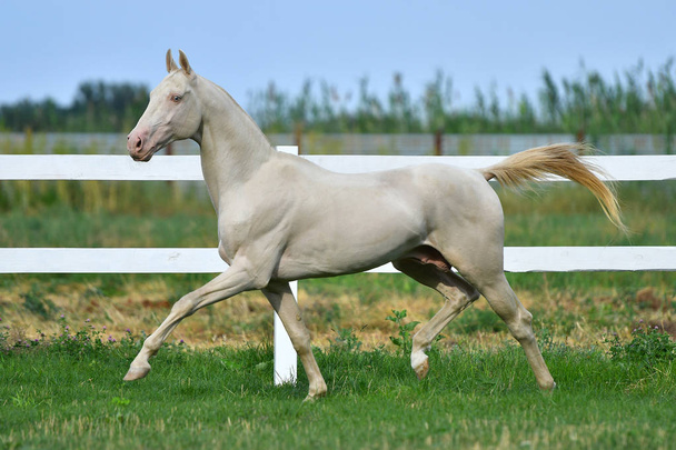 Perlino Akhal Teke stallion running in trot in the field. Side view, in motion, - Photo, Image