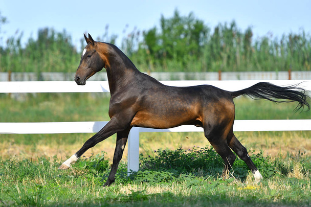 Bay Akhal Teke stallion running in canter along white fence in summer paddock.In motion, side view. - Foto, Imagen