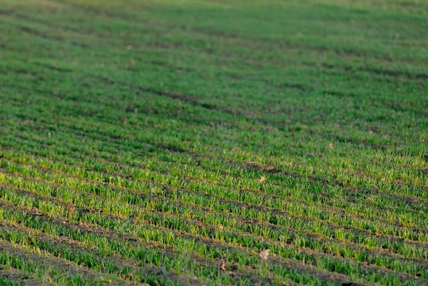 rows of wheat seedlings in December, Poland - Photo, image