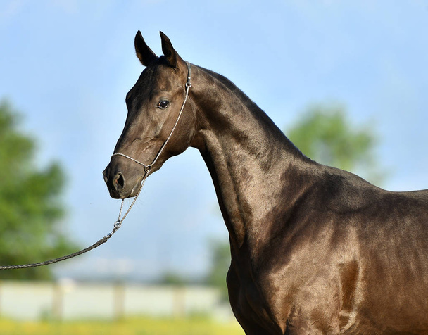 Czysty czarny koń Akhal Teke na błękitnym tle nieba. Portret, - Zdjęcie, obraz