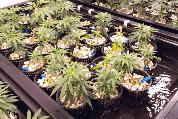Kannabiszpalánták hidroponikus ágyai. marihuána termesztése. - Fotó, kép